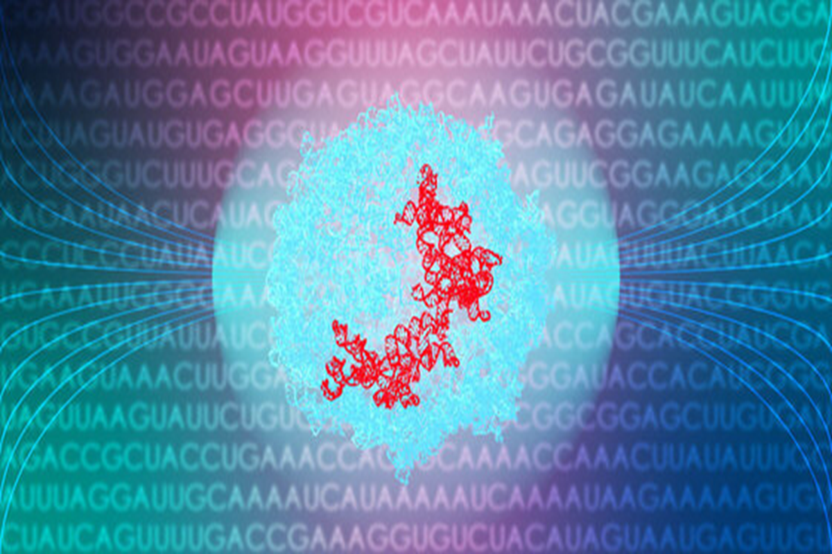Stanford RNA 3D Folding Competition