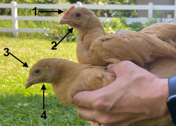 Chicken Sexing Grand Challenge